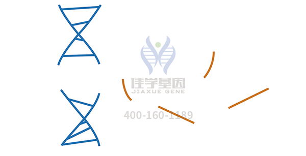 <b>【Ebpay(中国)基因检测</b>