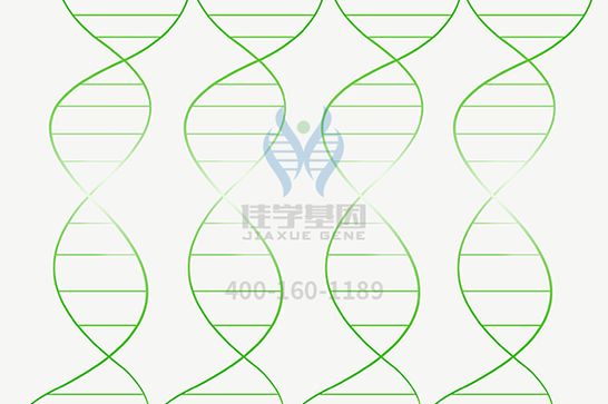 【Ebpay(中国)基因检测】脊髓延髓肌萎缩症基因解码、基因检测